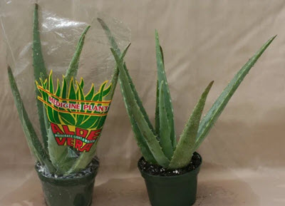 4" Aloe Vera